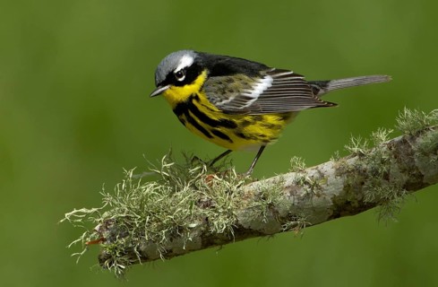 Magnolia Warbler (Setophaga magnolia), Texas, USA