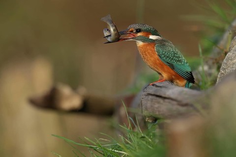 Common Kingfisher (Alcedo atthis) female with fish prey in its beak, Bavaria, Germany