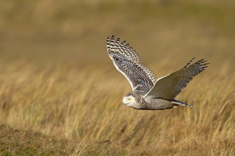 Snowy Owl (Bubo scandiacus) flying, Vlieland, Netherlands