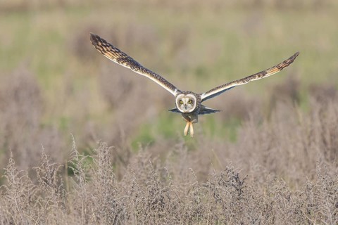 Short-eared Owl (Asio flammeus) flying, Netherlands