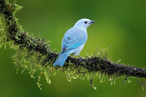 Blue-gray tanager on mossy branch in green vegetation with yellow flowers.. Light blue bird from