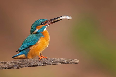 Common Kingfisher (Alcedo atthis) female with fish prey in its beak, Saxony-Anhalt, Germany