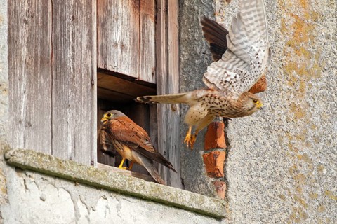 Turmfalke, lat. Falco tinnunculus, adultes Weibchen startet aus der Mauerwerksöffnung mit dem