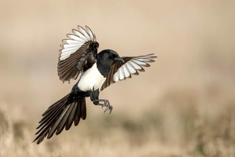 Eurasian magpie (Pica pica) flying, Castile-La Mancha, Spain