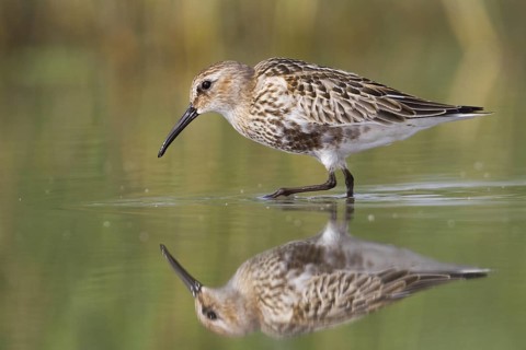 Dunlin (Calidris alpina), Vorarlberg, Austria