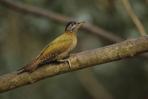 Laced Woodpecker (Picus vittatus) female, Kaeng Krachan, Thailand