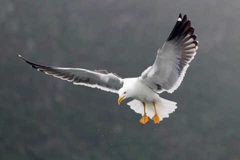 Heringsmöwe; lat. Larus fuscus; im Flug auf der Stelle schräg von vorn mit Wassertropfen;