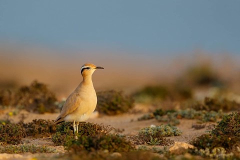 Cream-colored Courser (Cursorius cursor), Fuerteventura, Spain