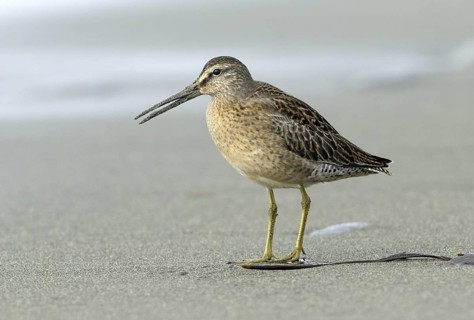 Short-billed Dowitcher (Limnodromus griseus), British Columbia, Canada