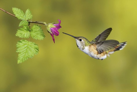 Rufous Hummingbird (Selasphorus rufus) female, British Columbia, Canada