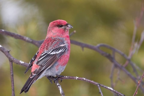 Pine Grosbeak - Hakengimpel - Pinicola enucleator, Finland, adult male