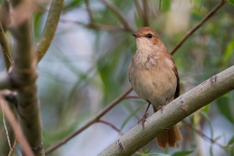Common Nightingale - Nachtigall - Luscinia megarhynchos ssp. golzii, Kazakhstan, adult