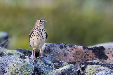Meadow Pipit - Wiesenpieper - Anthus pratensis ssp. pratensis, Russia