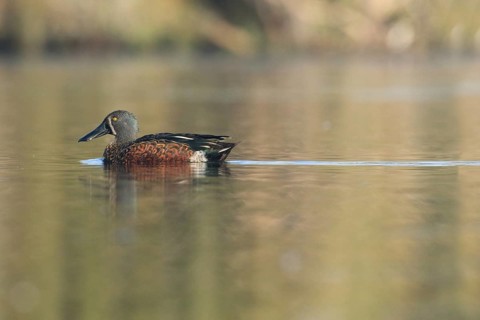 Australasian Shoveler (Spatula rhynchotis) male, Victoria, Australia