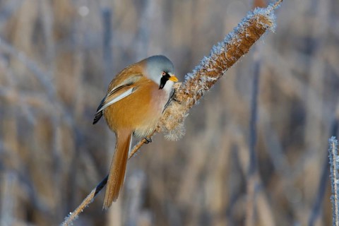 Bearded Reedling (Panurus biarmicus) male feeding on cattail seed, Thuringia, Germany