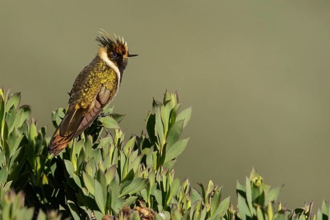 Buffy Helmetcrest (Oxypogon stuebelii) perched on a branch in the mountains of Colombia, South