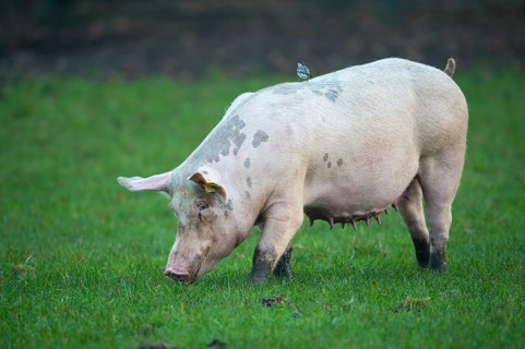 White Wagtail (Motacilla alba) perched on a pig, Lower Saxony, Germany