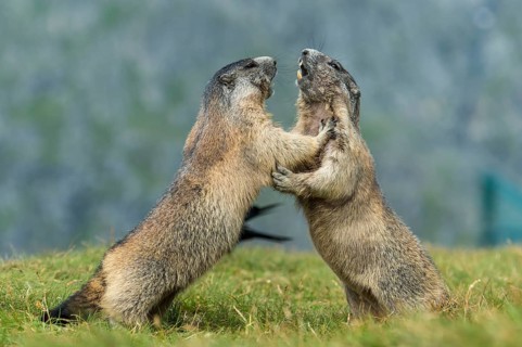 Alpine Marmot (Marmota marmota) two adult playing and fighting, High Tauern National Park,