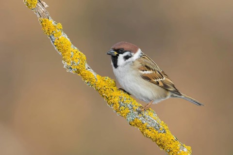 Eurasian Tree Sparrow (Passer montanus) perched on a lichen branch, Poland