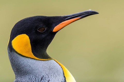 King Penguin (Aptenodytes patagonicus), Falkland Islands
