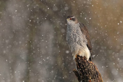 Northern Goshawk (Accipiter gentilis) female, Baden-Wuerttemberg, Germany
