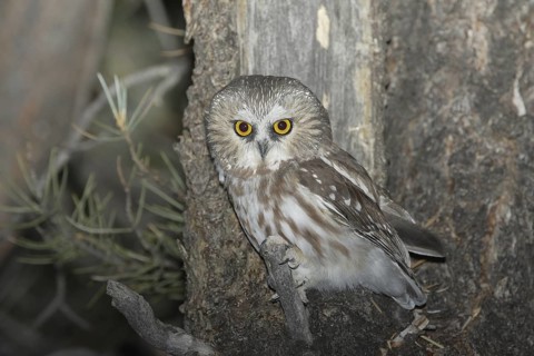 Northern Saw-whet Owl (Aegolius acadicus), Idaho, USA