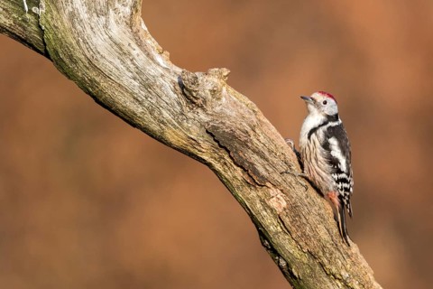 Middle Spotted Woodpecker (Dendrocoptes medius) climbing tree, Bialowieca National Park, Poland