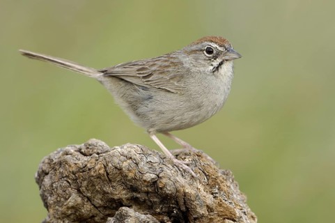 Rufous-crowned Sparrow (Aimophila ruficeps), Texas, USA