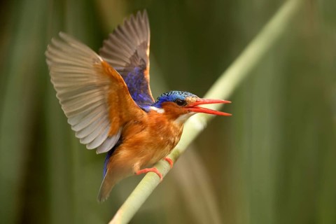 Malachite Kingfisher (Corythornis cristatus), Lake Hawassa, Ethiopia