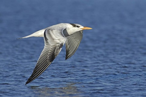 Royal Tern (Thalasseus maximus) flying, Texas, USA