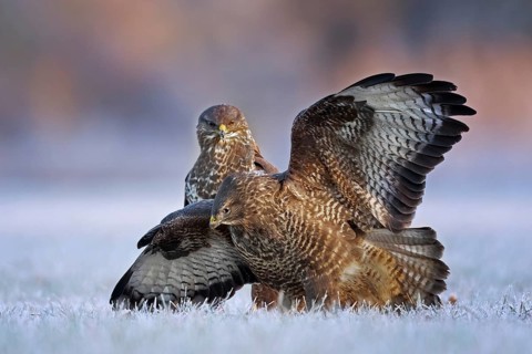 Common Buzzard (Buteo buteo) perched on hoarfrost covered ground with spread wings, Saxony-Anhalt,