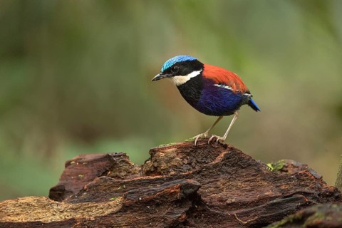 Blue-headed Pitta (Hydrornis baudii) male, Sabah, Malaysia