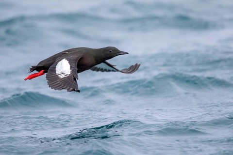 Black Guillemot (Cepphus grylle) flying, Norway