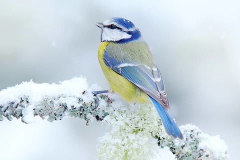 Bird Blue Tit in forest, snowflakes and nice lichen branch. Wildlife scene from nature. Detail