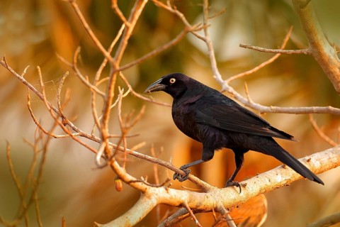 Giant Cowbird, Molothrus oryzivorus, black bird from Brazil in tree habitat. Wildlife scene from