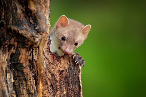 Beech marten, Martes foina, with clear green background. Small predator sitting on the tree trunk
