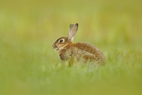 Cute rabbit with flower dandelion sitting in grass. Animal in nature habitat, life in the meadow,