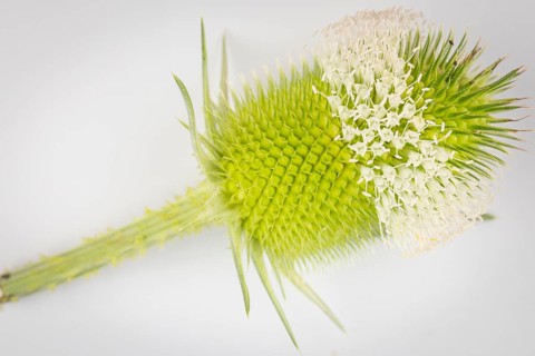 Inflorescence of the weaver's card (Dipsacus sativus) on a white background, close-up