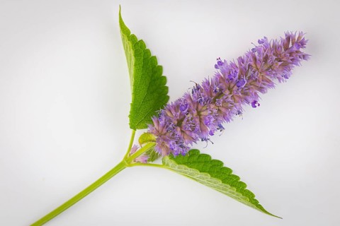 Spanish mint (Mentha spicata ssp hispanica), inflorescence with green leaves against a white