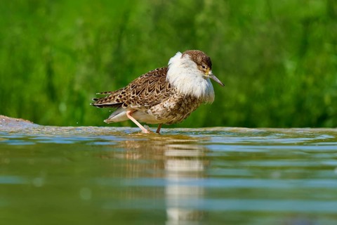 Bird at the water, looking down, green background, ruff (Calidris pugnax), spring, France