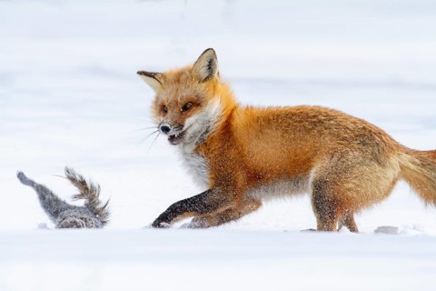 Red fox (vulpes vulpes), Fox hunting eastern gray squirrel (sciurus carolinensis) in winter.