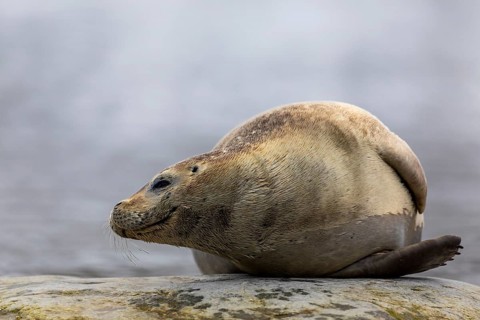 Harbour seal (Phoca vitulina) lying on a stone in the water, Mammals (Mammalia), Gravnesodden,