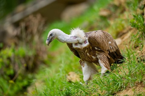 Eurasian griffon vulture (Gyps fulvus) on a meadow, Bavaria, Germany