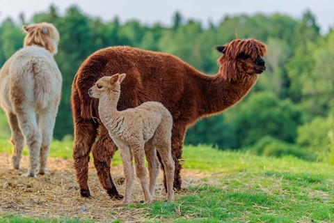 Two adult and one newly born white alpaca (Vicugna pacos) standing on straw in hilly terrain