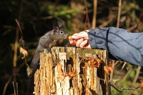 Squirrel (Sciurus) takes hazelnut from human hand, Allgäu, Bavaria, Germany, Allgäu, Bavaria,