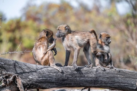 Bear baboon (Papio ursinus), young playing on a tree trunk, Kruger National Park, South Africa
