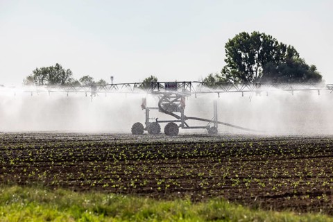 Hot days, little rainfall. Irrigation of young vegetable plants during drought in the fields of