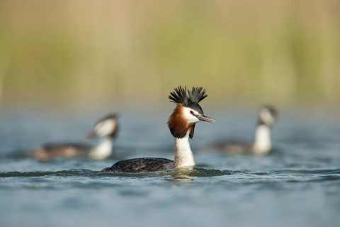Great Crested Grebe (Podiceps Scalloped ribbonfish) in breeding plumage, breeding plumage, several,