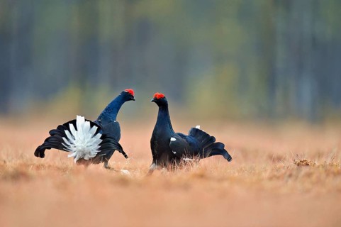Black grouse (Lyrurus tetrix), two cocks in a show fight, Hedmark county, Norway