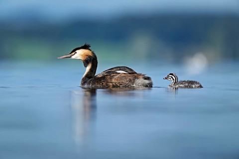 Great Crested Grebe (Podiceps scalloped ribbonfish), with chicks swimming in the water, Lake Zug,